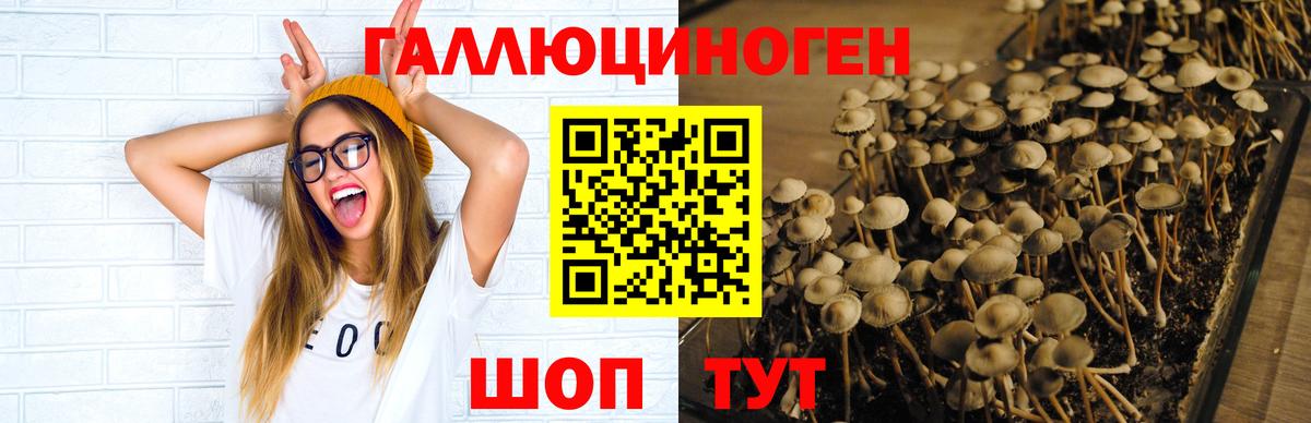 Сухой Лог  Псилоцибиновые грибы Cubensis  Псилоцибиновые грибы GOLDEN TEACHER  Вход с VPN 